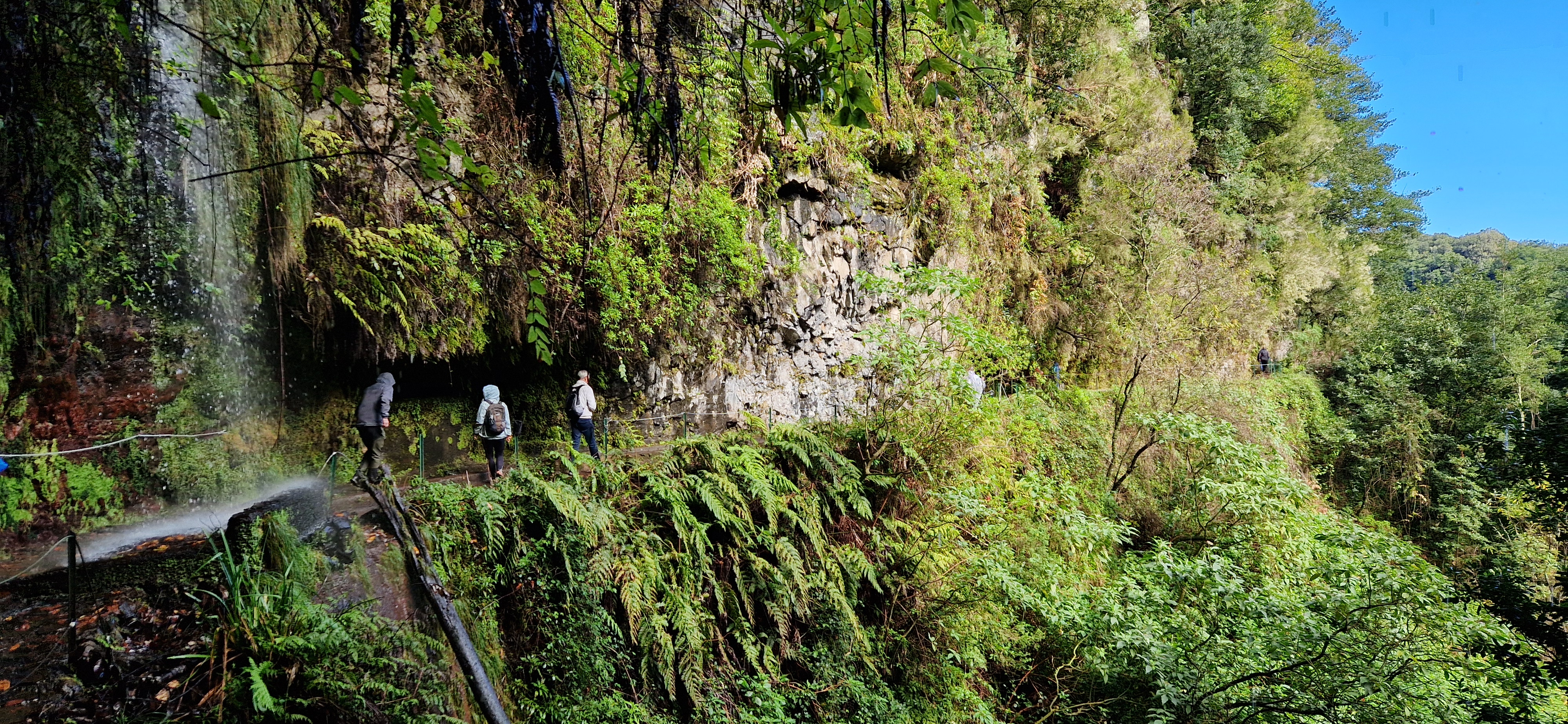 Levada numa ravina verdejante, Madeira
